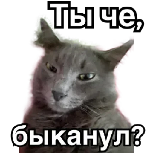 🐱 Стикер «Котики и фразочки» для Telegram