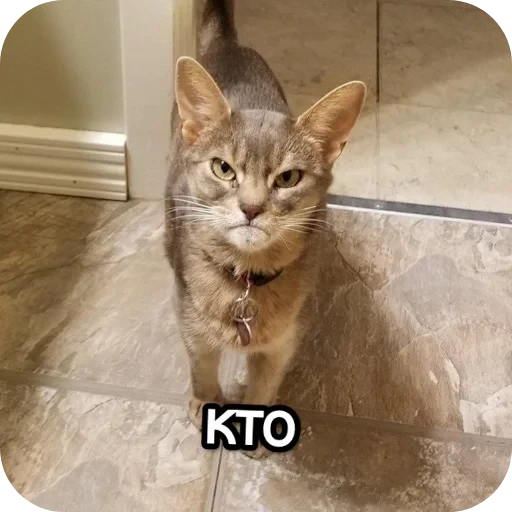 🐱 Стикер «Котики и фразочки» для Telegram