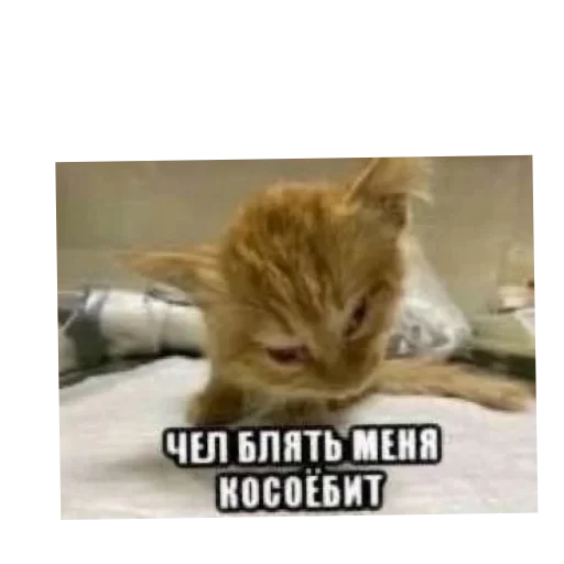 🐱 Стикер «Котики и фразочки» для Telegram