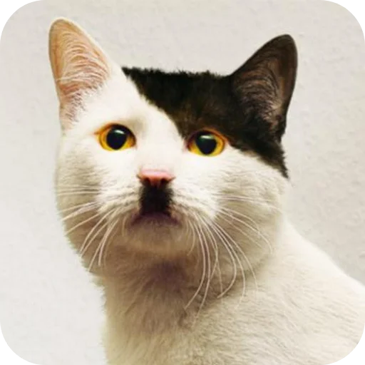 Стикерпак Котики и фразочки для Telegram