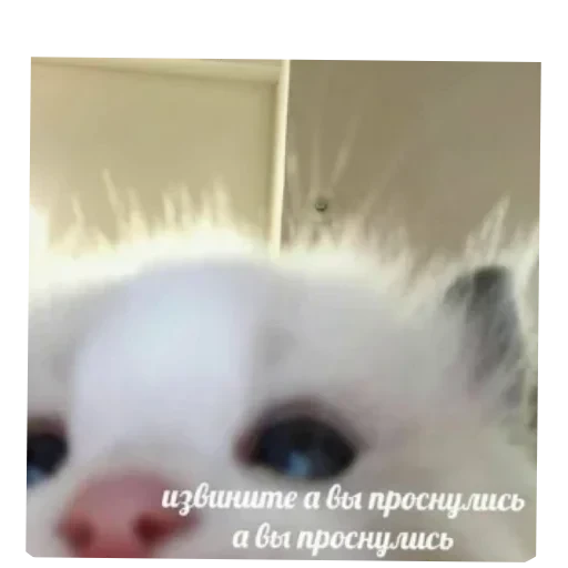 🤲 Стикер «Котики и фразочки» для Telegram