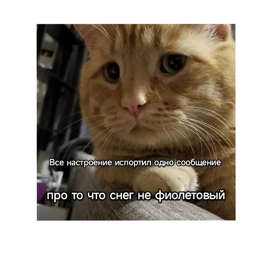 🐱 Стикер «Котики и фразочки» для Telegram