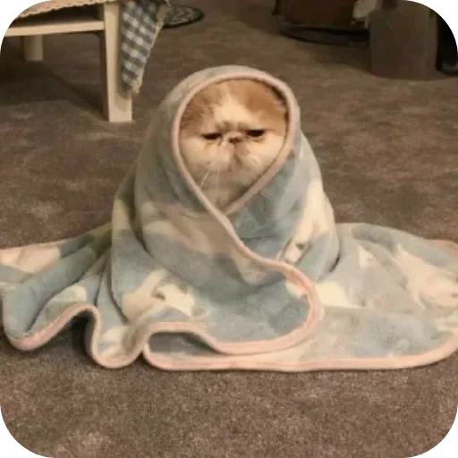 👟 Стикер «Котики и фразочки» для Telegram