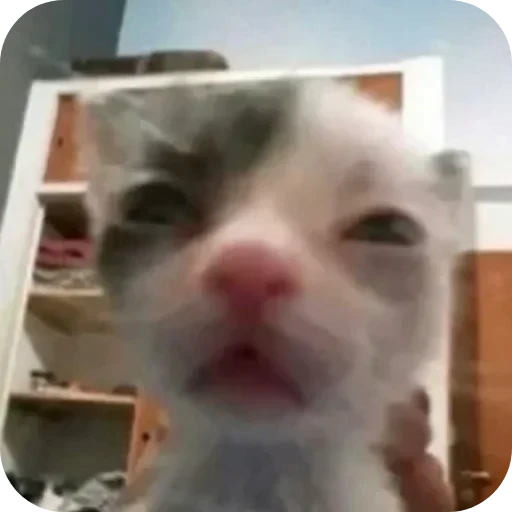 🤳 Стикер «Котики и фразочки» для Telegram