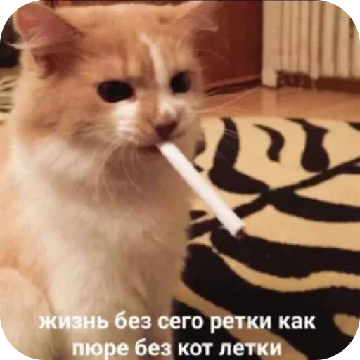 🐱 Стикер «Котики и фразочки» для Telegram