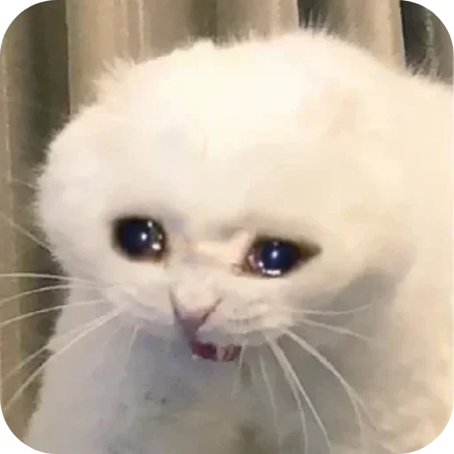 🐱 Стикер «Котики и фразочки» для Telegram