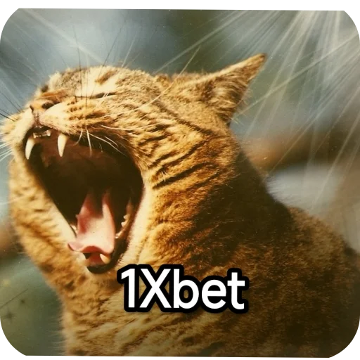 🐱 Стикер «Котики и фразочки» для Telegram