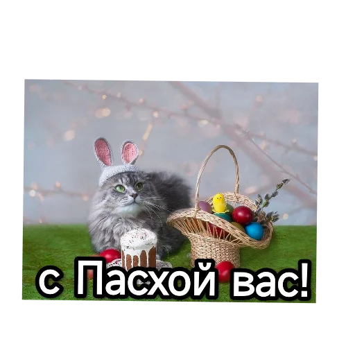 🐱 Стикер «Котики и фразочки» для Telegram