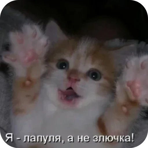 🐱 Стикер «Котики и фразочки» для Telegram
