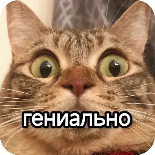 👍 Стикер «Котики и фразочки» для Telegram