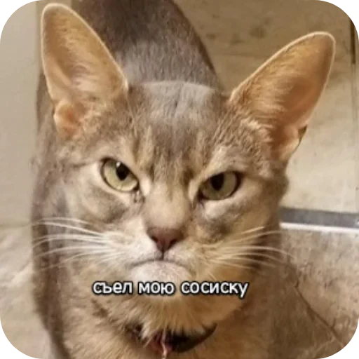 🐱 Стикер «Котики и фразочки» для Telegram