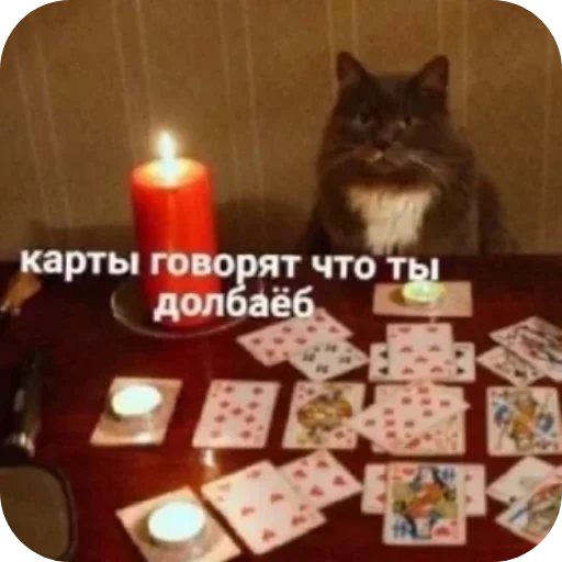 🐱 Стикер «Котики и фразочки» для Telegram