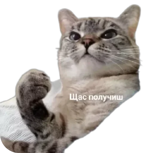 🐱 Стикер «Котики и фразочки» для Telegram