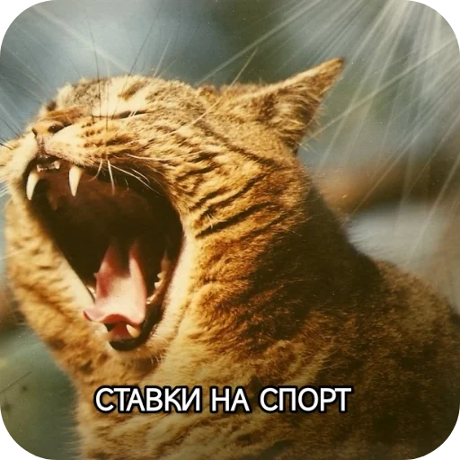 🐱 Стикер «Котики и фразочки» для Telegram
