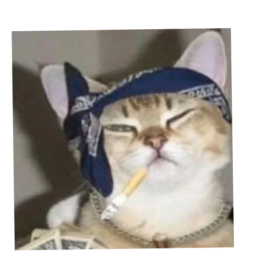 👍 Стикер «Котики и фразочки» для Telegram
