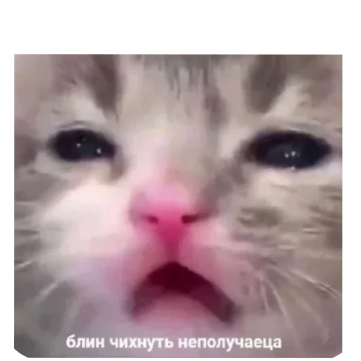 🤲 Стикер «Котики и фразочки» для Telegram