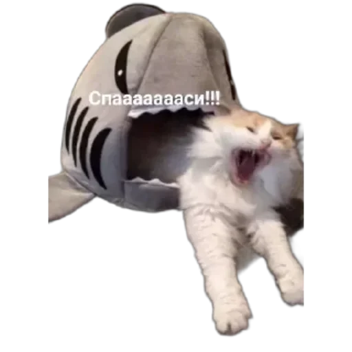 🐱 Стикер «Котики и фразочки» для Telegram