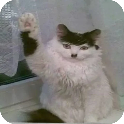 🖼 Стикер «Котики и фразочки» для Telegram