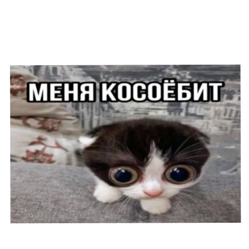 🐱 Стикер «Котики и фразочки» для Telegram
