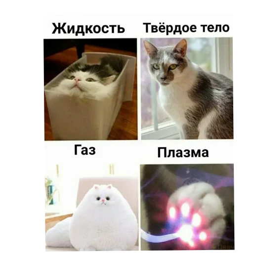 🐱 Стикер «Котики и фразочки» для Telegram