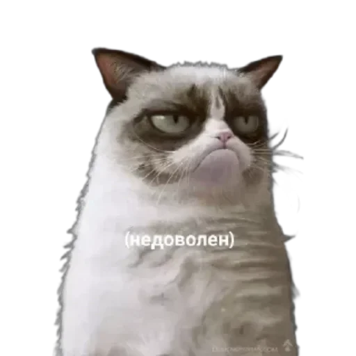 🐱 Стикер «Котики и фразочки» для Telegram