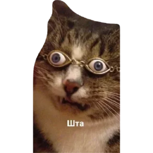 🐱 Стикер «Котики и фразочки» для Telegram