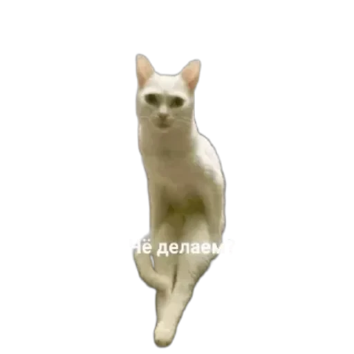 🐱 Стикер «Котики и фразочки» для Telegram