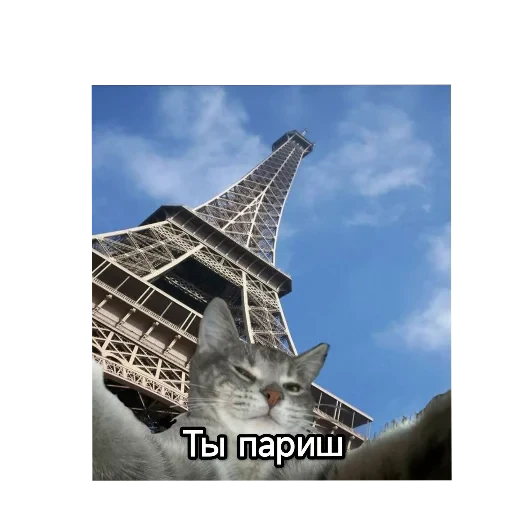 🌌 Стикер «Котики и фразочки» для Telegram
