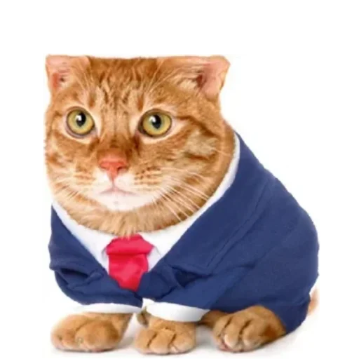 🐱 Стикер «Котики и фразочки» для Telegram