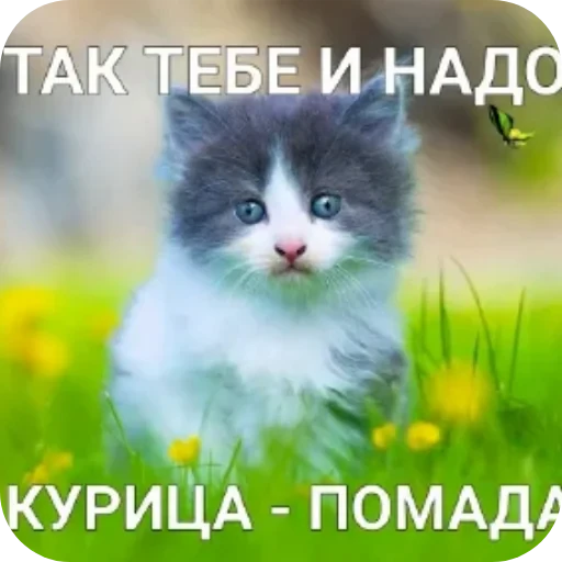 🐱 Стикер «Котики и фразочки» для Telegram
