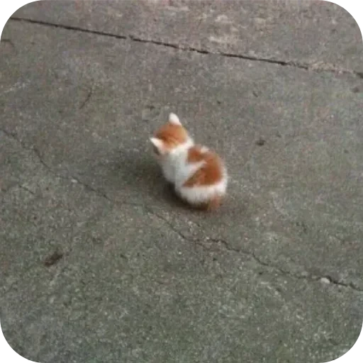 🐱 Стикер «Котики и фразочки» для Telegram