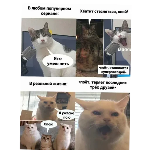 🐱 Стикер «Котики и фразочки» для Telegram