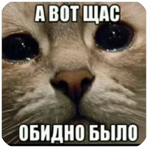 🖼 Стикер «Котики и фразочки» для Telegram