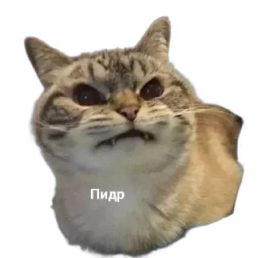 🐱 Стикер «Котики и фразочки» для Telegram