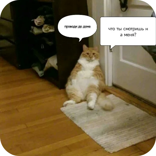 🐱 Стикер «Котики и фразочки» для Telegram