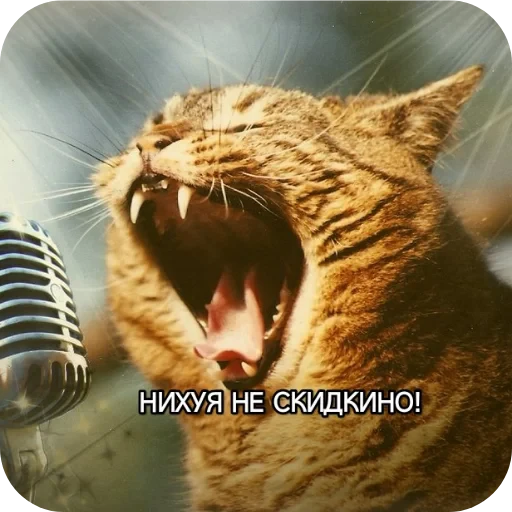 🐱 Стикер «Котики и фразочки» для Telegram