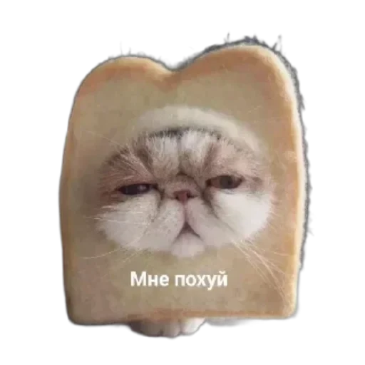 🤲 Стикер «Котики и фразочки» для Telegram