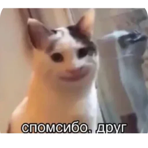 🤲 Стикер «Котики и фразочки» для Telegram
