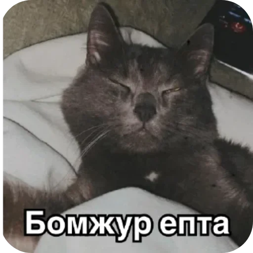 🐱 Стикер «Котики и фразочки» для Telegram
