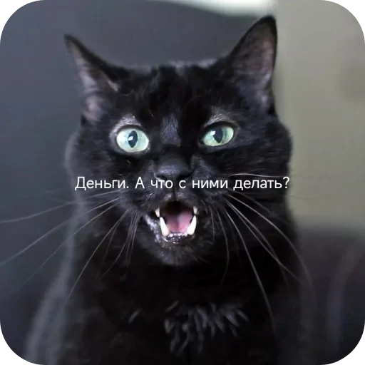 🐱 Стикер «Котики и фразочки» для Telegram