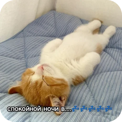 🐱 Стикер «Котики и фразочки» для Telegram