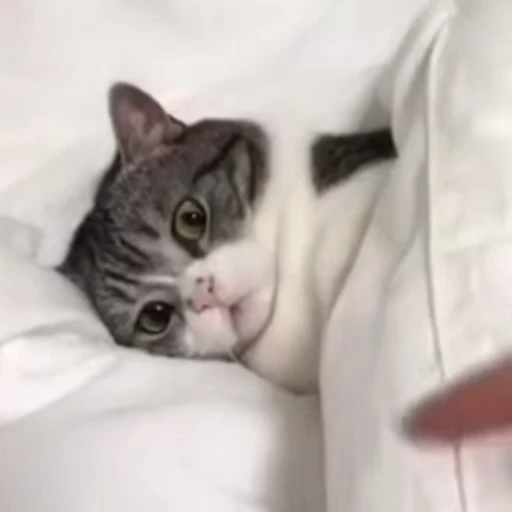 👀 Стикер «Котеки пиздяца» для Telegram