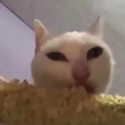 👹 Стикер «Котеки пиздяца» для Telegram