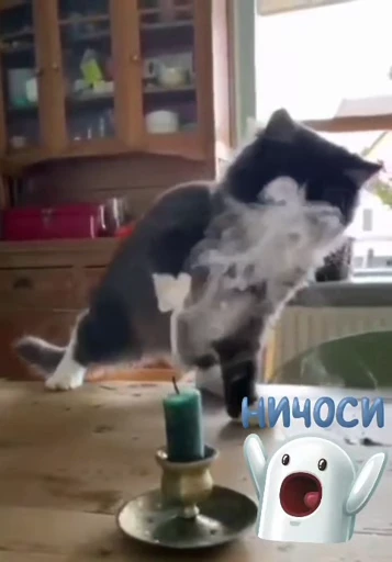 😤 Стикер «Котеки пиздяца» для Telegram