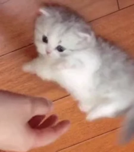 😸 Стикер «Котеки пиздяца» для Telegram