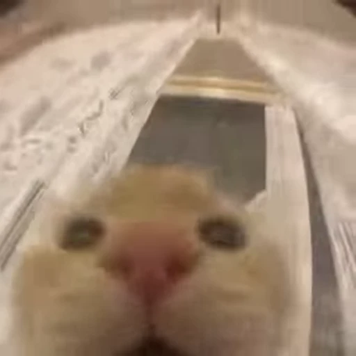 👹 Стикер «Котеки пиздяца» для Telegram