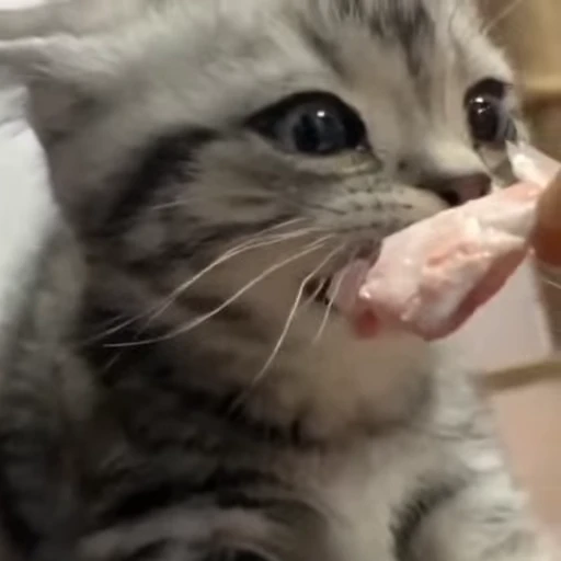🥩 Стикер «Котеки пиздяца» для Telegram