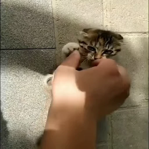 😳 Стикер «Котеки пиздяца» для Telegram