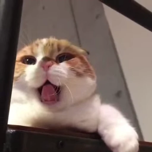 🥱 Стикер «Котеки пиздяца» для Telegram