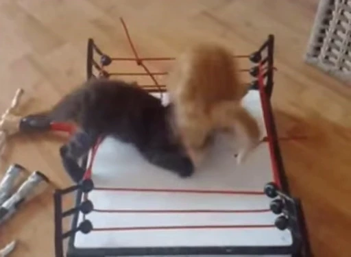 🥊 Стикер «Котеки пиздяца» для Telegram